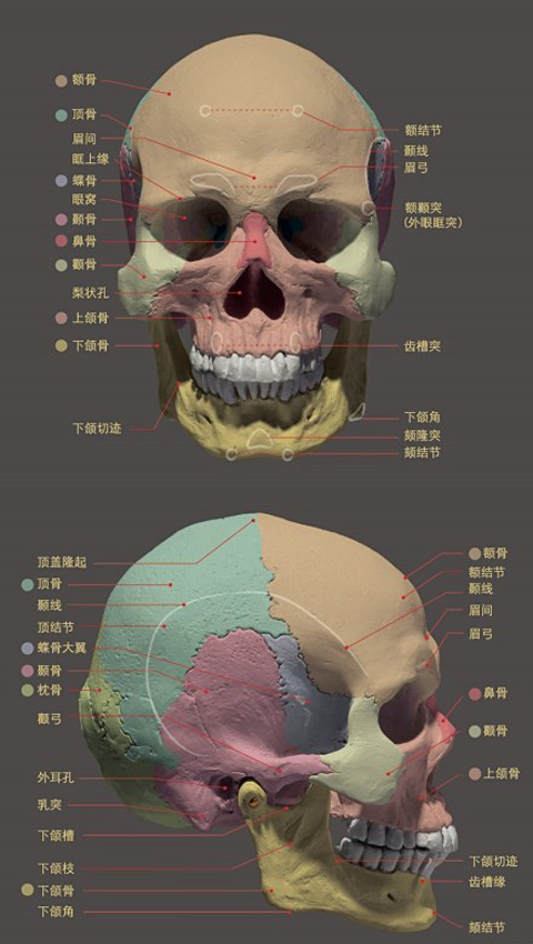 美術(shù)培訓(xùn)_人物頭像骨骼詳解圖.jpg