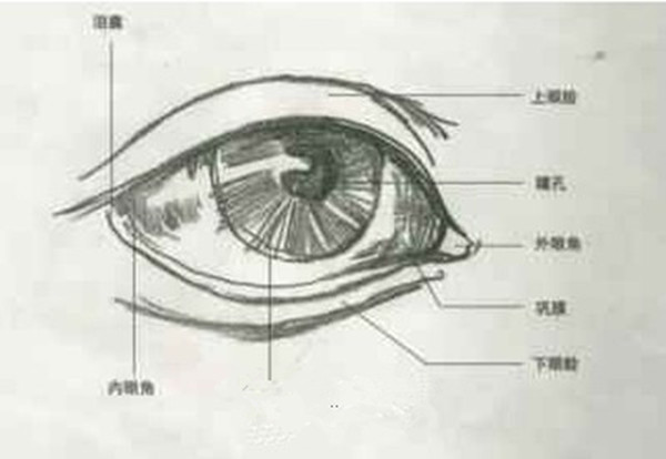 素描石膏像眼睛畫(huà)法步驟圖解