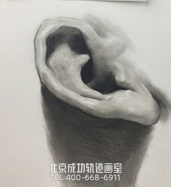 素描耳朵的畫法圖解