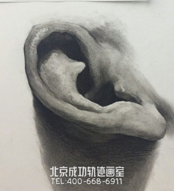 素描耳朵的畫法圖解